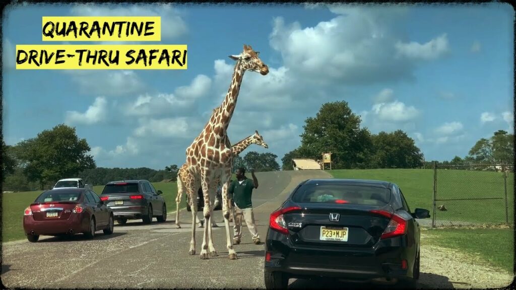 Six flags wild safari drive-thru adventure, Jackson NJ | #sixflags #sixflagsnj #6flagnj