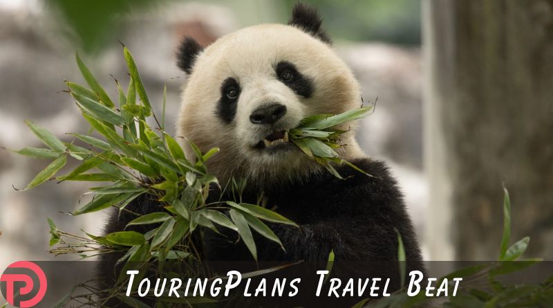 TouringPlans Travel Beat 10-19-2024 | TouringPlans.com Blog