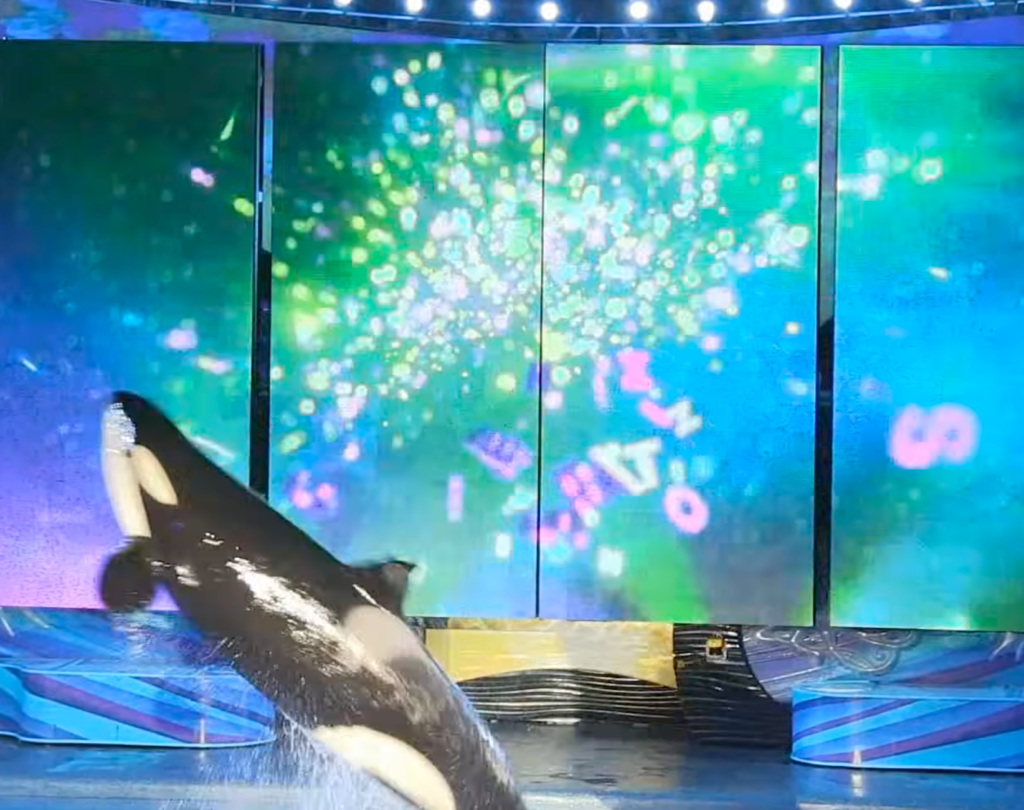 Behind The Thrills | ORCA Shows RETURN at SeaWorld Orlando. “Shamu Celebration: Light up the Night” Behind The Thrills