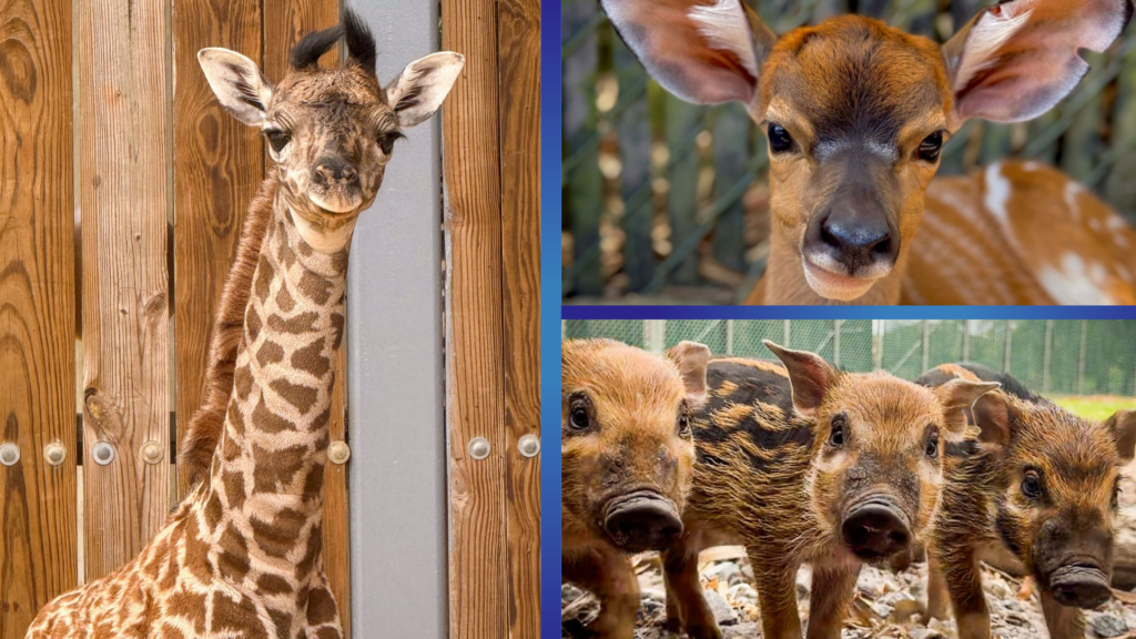 Meet the Newest Baby Animals at Walt Disney World | Spring has officially sprung at Walt Disney World, and with it comes some adorable new baby animals! As we wrap up Earth Month, we’re celebrating a season full of baby animals, big milestones, and heartwarming moments happening behind the scenes at Disney’s Animal Kingdom Theme Park and Disney’s Animal Kingdom Lodge. Baby Animals at Disney World