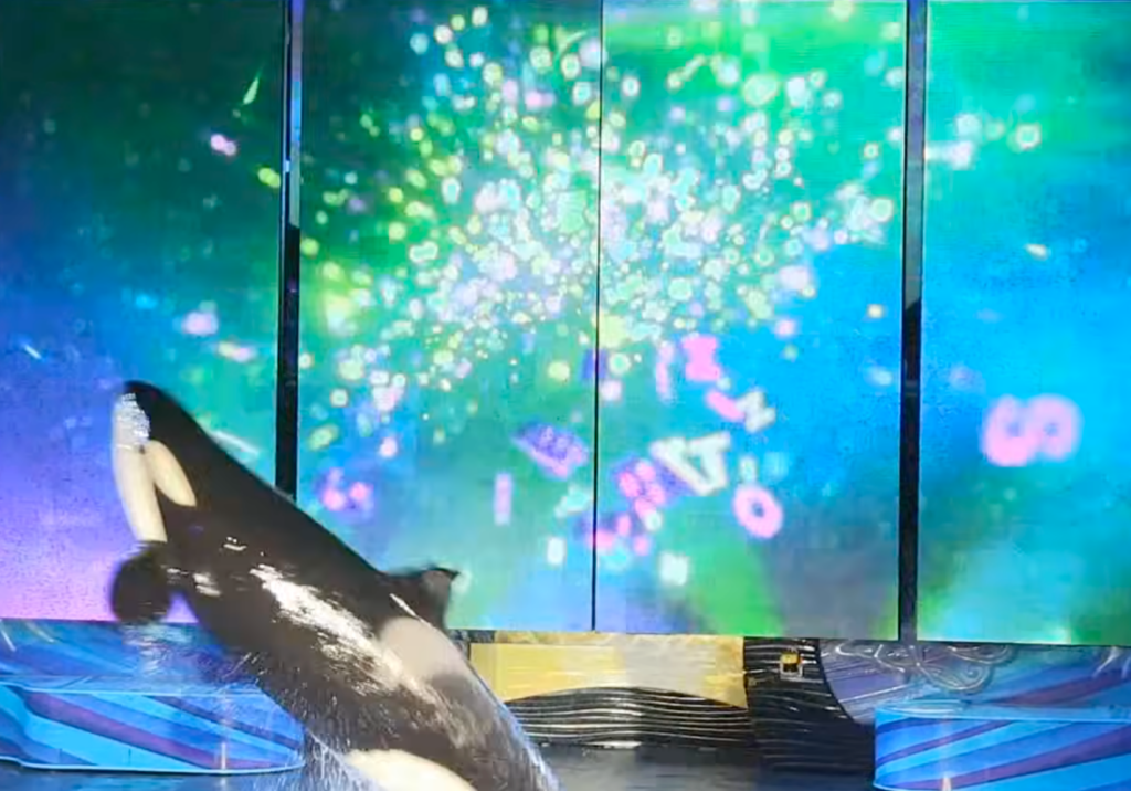 Behind The Thrills | ORCA Shows RETURN at SeaWorld Orlando. “Shamu Celebration: Light up the Night” Behind The Thrills