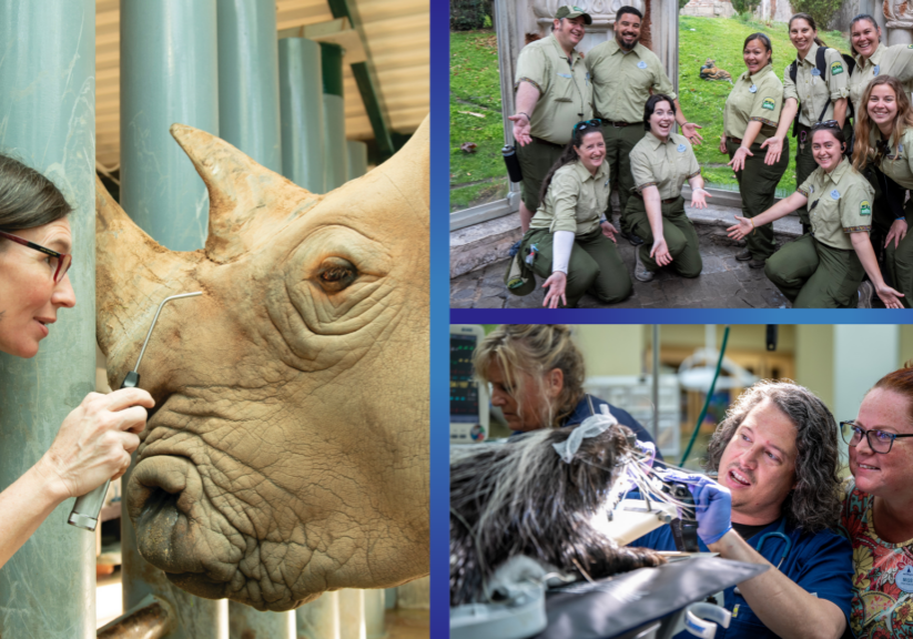 Exploring&nbsp;Animal Care Excellence at Disney&rsquo;s Animal Kingdom