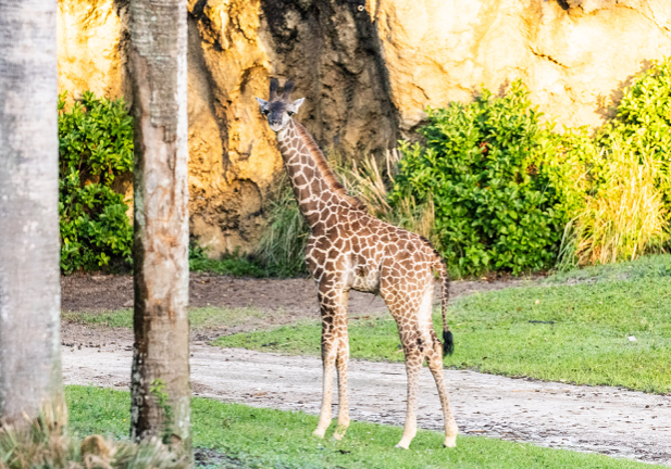 New baby giraffe, Tucker, at Disney