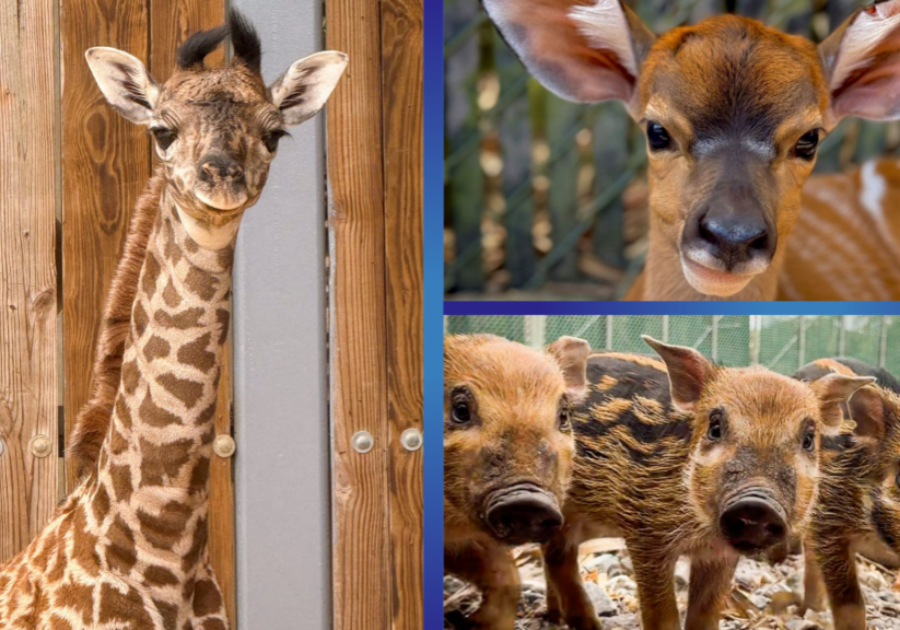 Baby Animals at Disney World