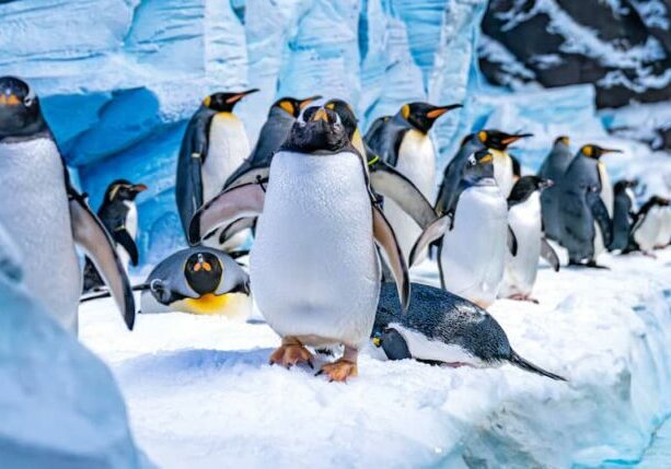 Penguins put the finishing touch on SeaWorld Yas Island