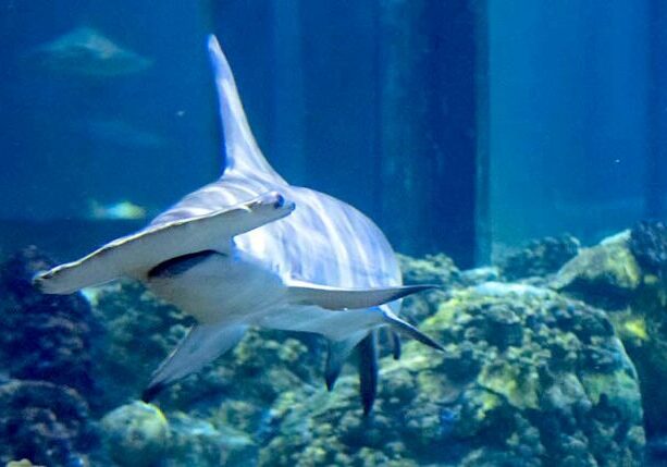 Shark Week, Disneyland jazz and Dole Whip Day