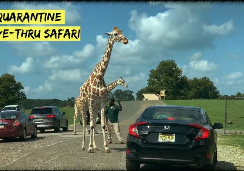 Six flags wild safari drive-thru adventure, Jackson NJ