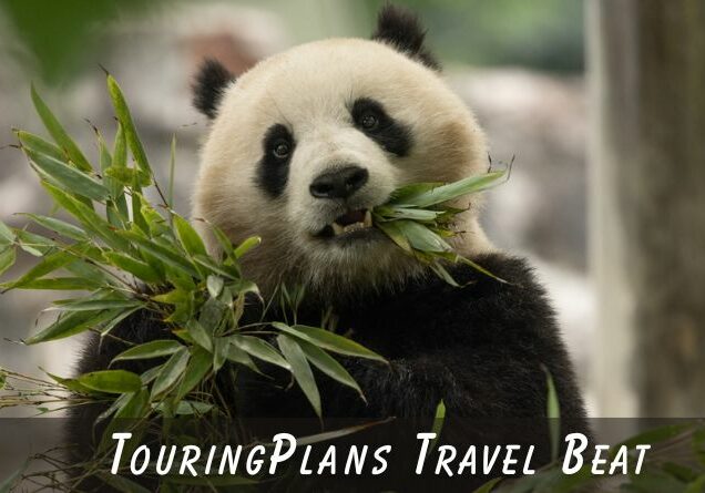 TouringPlans Travel Beat 10-19-2024 | TouringPlans.com Blog